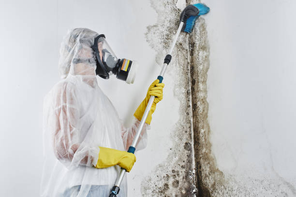 Crawl Space Mold Removal in Oberlin, OH