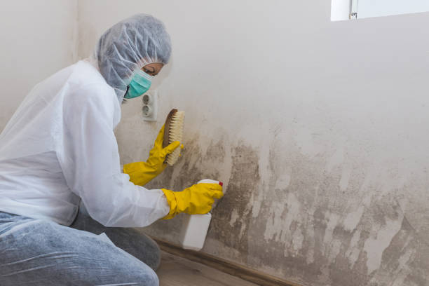 Best Mold Removal Process  in Oberlin, OH