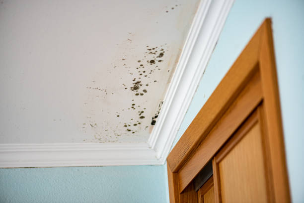 Mold Removal Process in Oberlin, OH