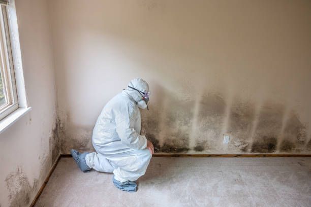 Best Attic Mold Removal  in Oberlin, OH