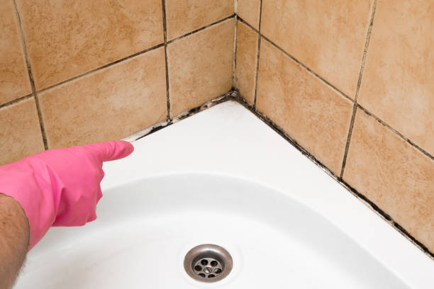Home Mold Removal in Oberlin, OH